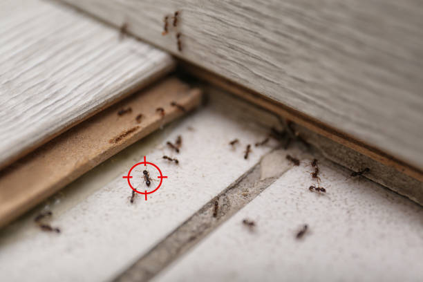 Best Wildlife Control Services  in Niagara University, NY