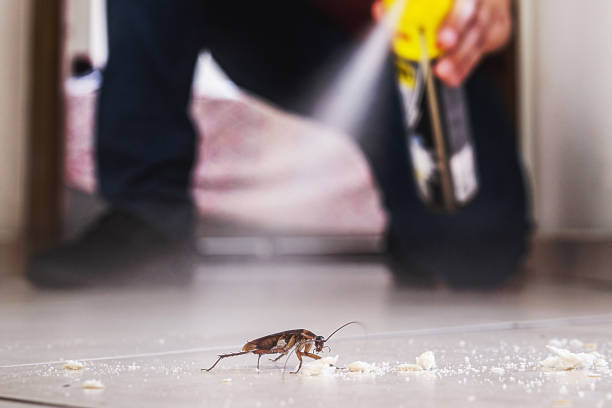 Best Termite Control Services  in Niagara University, NY